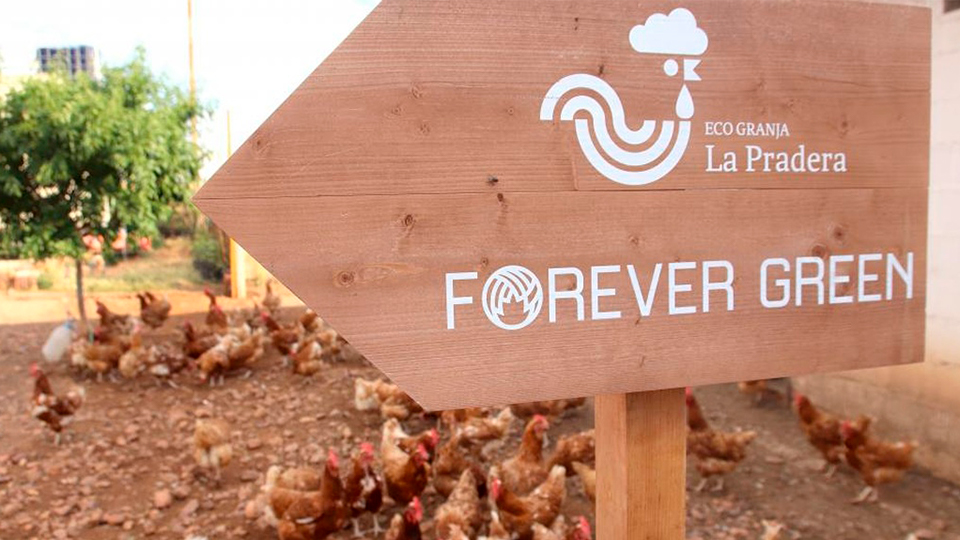 The first sustainable eco-farm `Forever Green`